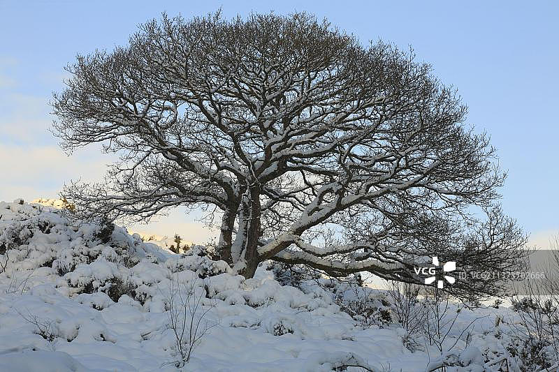 无梗花栎：冬季的树木，山毛榉科图片素材