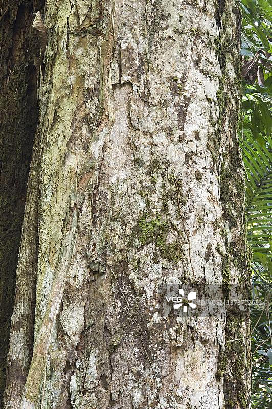 绿心樟(Chlorocardium rodiei)树干特写,伊沃克拉马雨林,圭亚那盾地,圭亚那,南美洲图片素材