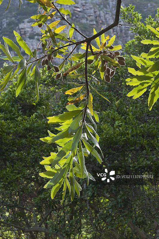 野生杏树的果实与叶子，南非开普敦克斯腾博斯国家植物园图片素材