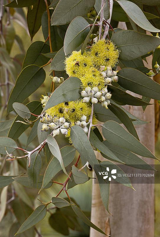 柠檬桉树（伍德沃德桉树）引进品种，花叶特写图片素材