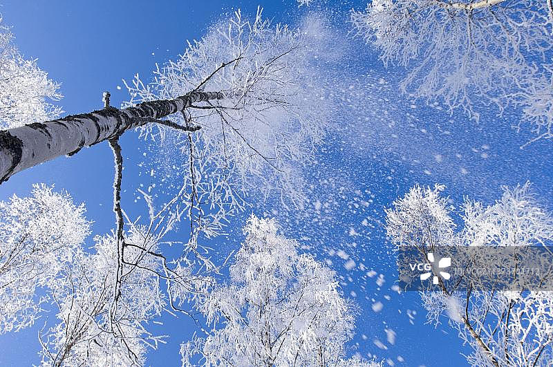 欧洲苏格兰高地森林中的银桦树图片素材