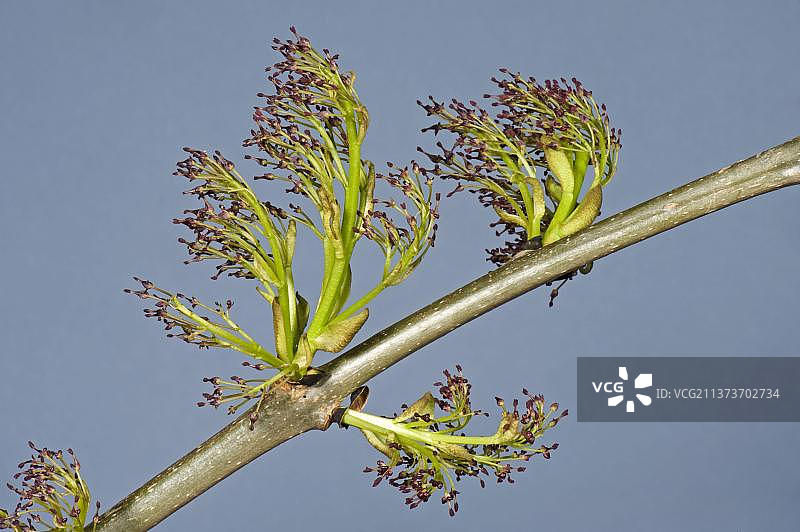 春天木材上的白蜡树花朵图片素材