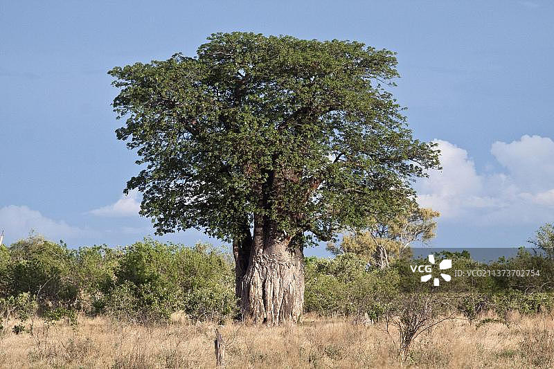 非洲博茨瓦纳的大型猴面包树图片素材