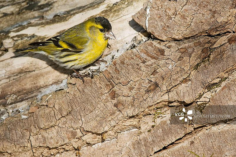 欧亚金翅雀，成年雄性，在树干上觅食种子，波兰比亚沃韦扎国家公园图片素材