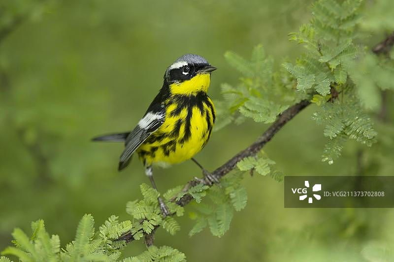 玉兰黄莺图片素材