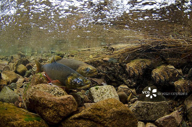 繁殖期的北极红点鲑（Salvelinus alpinus）成鱼，在冰川湖泊的河流产卵水下图片素材