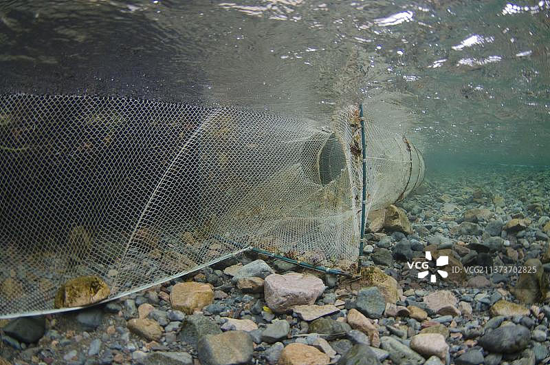 北极红点鲑，用于捕鱼的网，作为补给项目的一部分，在产卵迁徙期间，冰川湖流入的河流中水下，丽莎河，恩内代尔湖，湖区国家公园图片素材