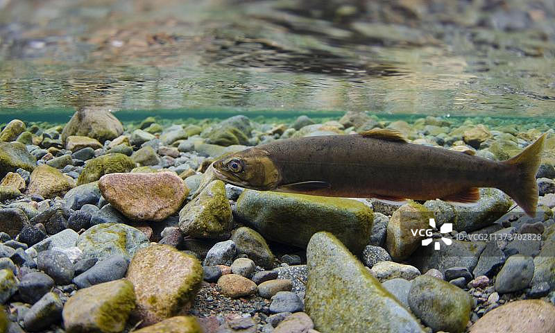 北极红点鲑（Salvelinus alpinus）成年雌性，产卵迁徙期间在流入冰川湖的河流中水下游泳， River Liza，英国坎布里亚郡恩纳代尔湖区国家公园，欧洲图片素材
