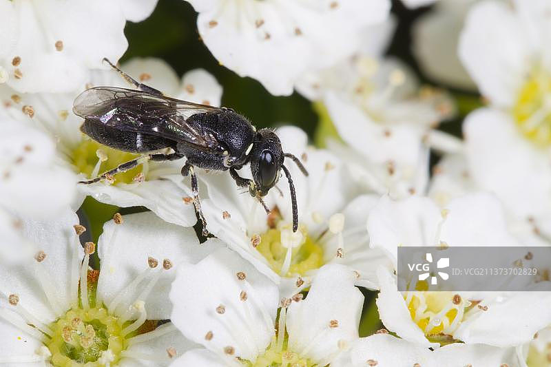 姬蜂（透明黄脸姬蜂），成年雌性在花园绣线菊上觅食，威尔士，英国，欧洲图片素材