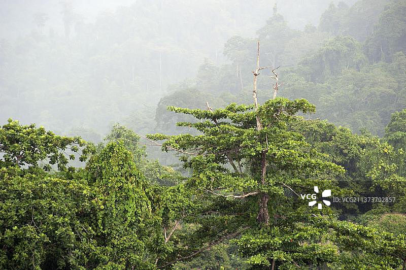 印度尼西亚西巴布亚四王群岛的低云雨林图片素材