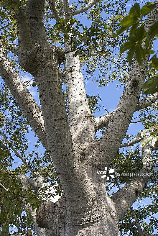古巴木棉树树干和树枝特写图片素材