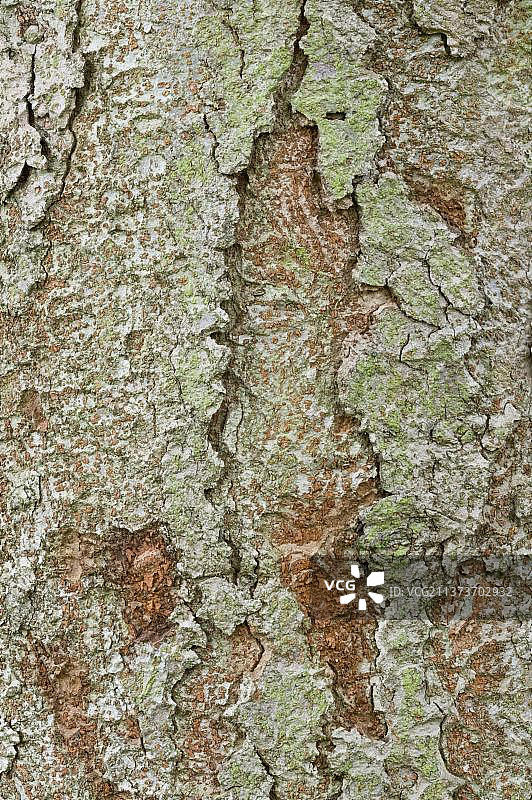 英国剑桥郡花园中的榉树树皮特写图片素材