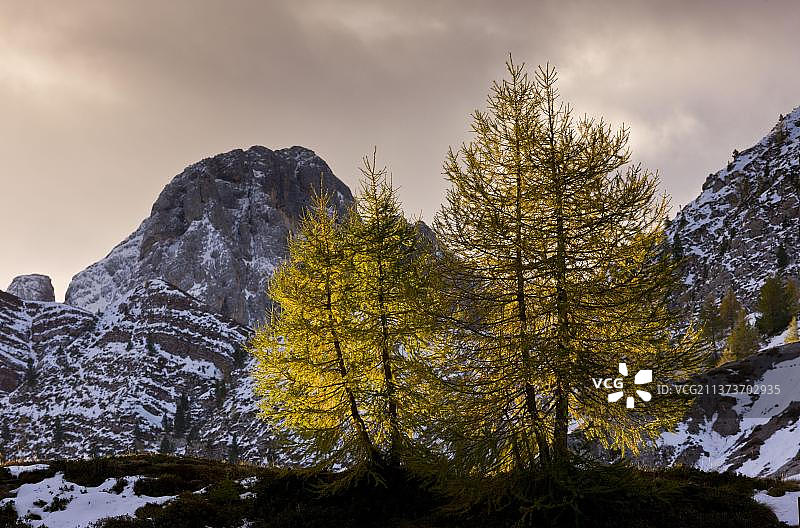秋色针叶欧洲落叶松图片素材