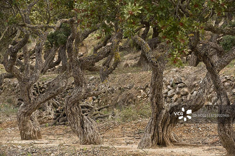 希腊希俄斯岛栽培的黄连木树干图片素材