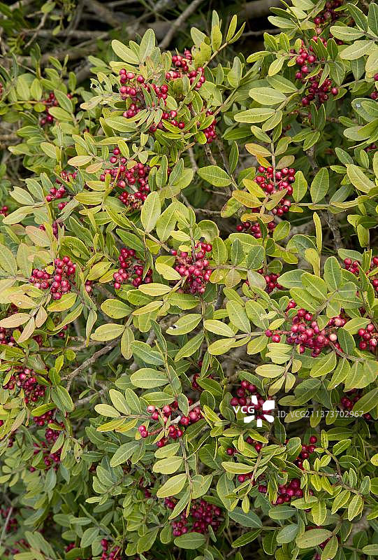 乳香黄连木树的树叶和果实特写，法国，欧洲图片素材