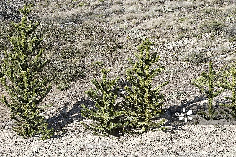 猴子拼图树幼树，生长在山坡上，内乌肯省，巴塔哥尼亚，阿根廷，南美洲图片素材