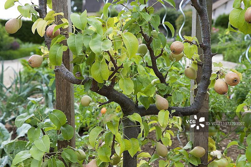 花园中带有果实的普通欧洲梨树（法国诺曼底）图片素材