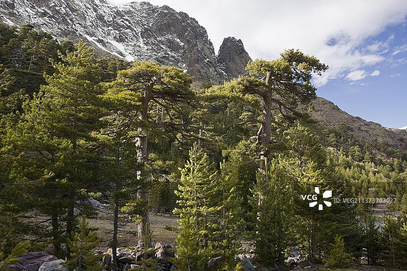科西嘉欧洲黑松高海拔成熟森林栖息地图片素材