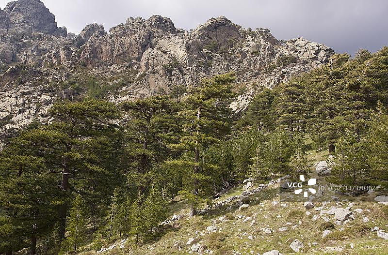 科西嘉黑松，欧洲图片素材