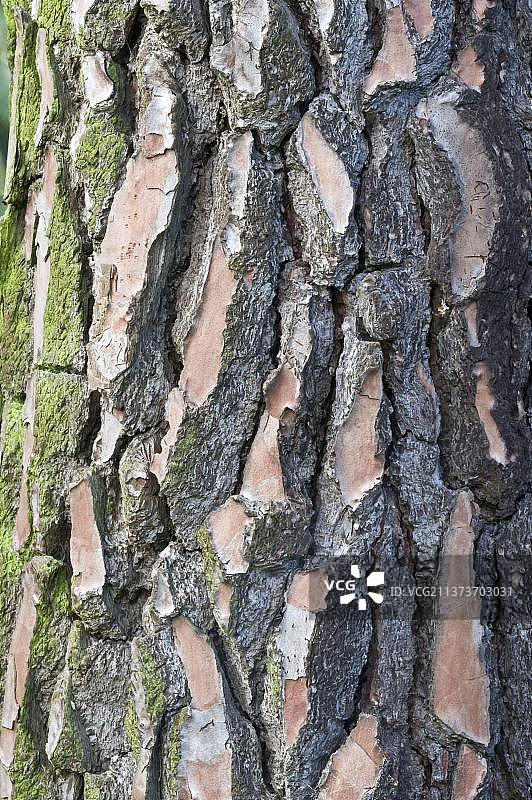海岸松树皮特写图片素材