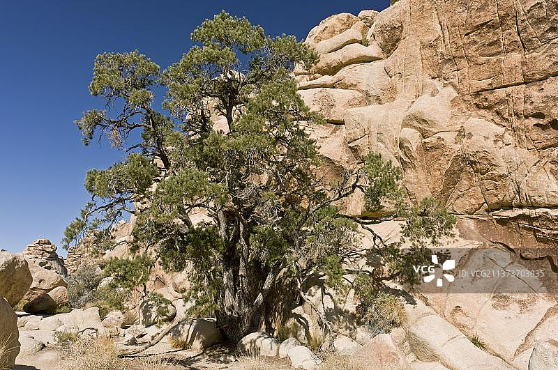 沙漠中生长的单叶松图片素材