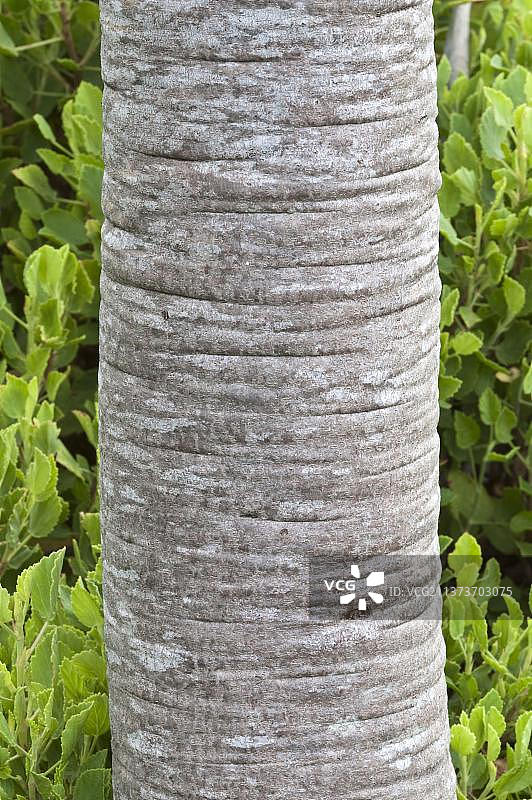 银树（银叶白银树）树干特写，克斯滕博斯国家植物园，南非西开普省，非洲图片素材