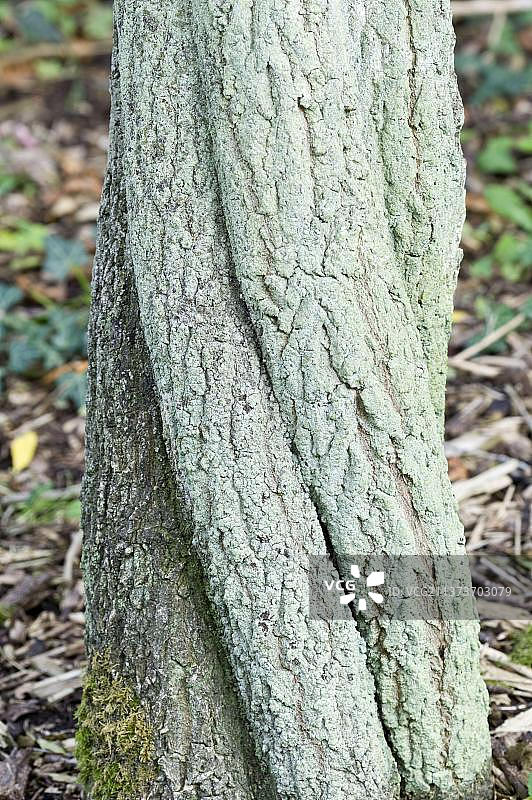 欧洲卫矛树干特写图片素材