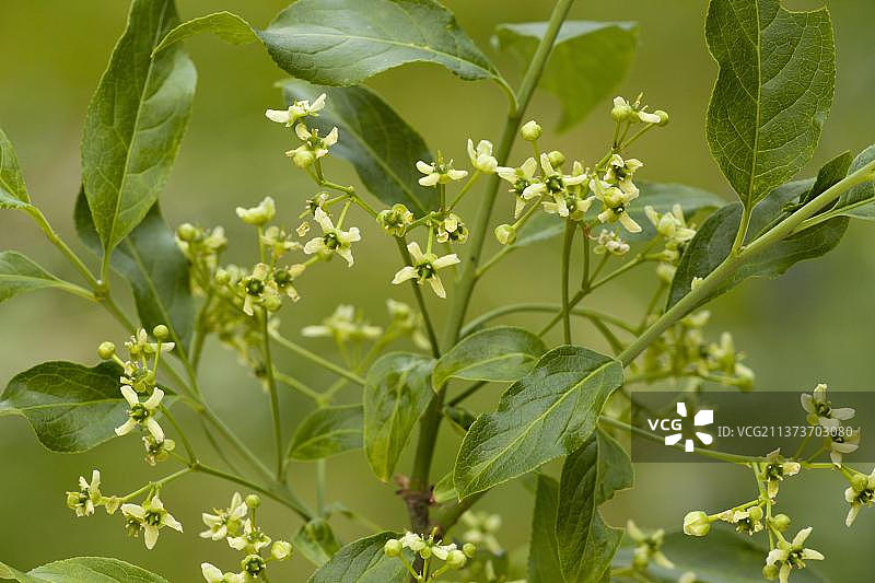 欧洲卫矛图片素材