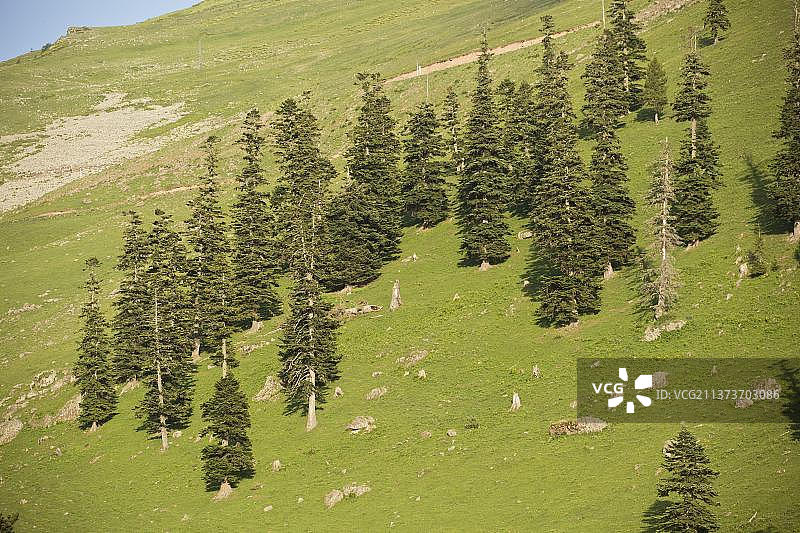 高加索云杉，东方云杉，松科植物，高加索云杉退化的山地森林图片素材