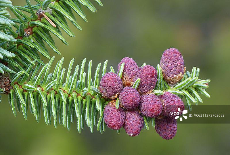 挪威云杉图片素材