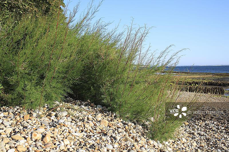 海边生长的柽柳图片素材