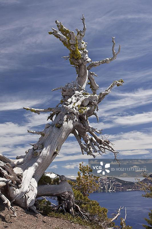 矮松，火山口湖国家公园，美国图片素材