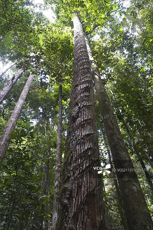 铁线子树（Manilkara bidentata），生长在圭亚那盾地伊沃克拉马雨林，南美洲圭亚那图片素材