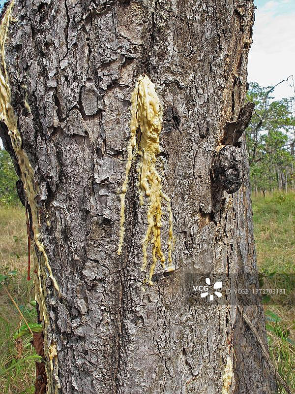 多毛叶龙脑香树(Dipterocarpus alatus)，树干特写，树脂自然溢出图片素材