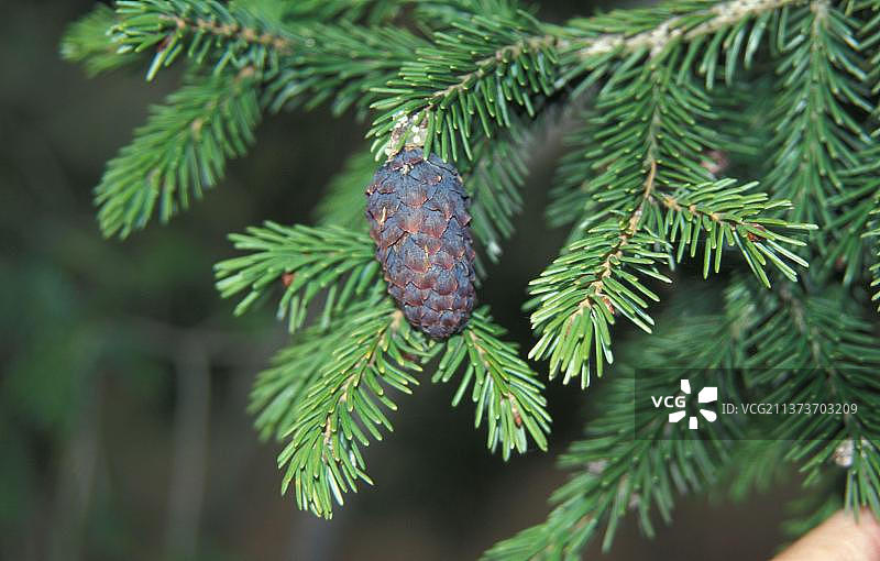 紫色云杉（Picea），紫色云杉，松科植物紫色果实图片素材