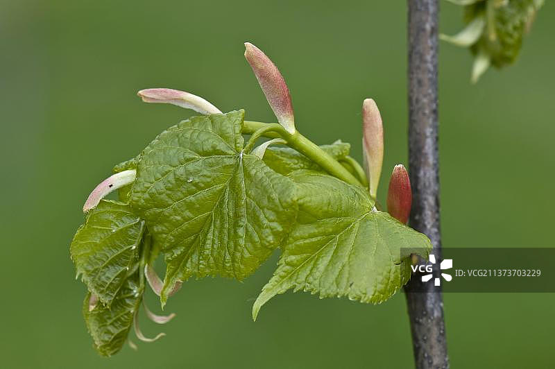 小叶椴树（Tilia cordata），春天树上的幼叶和苞片图片素材