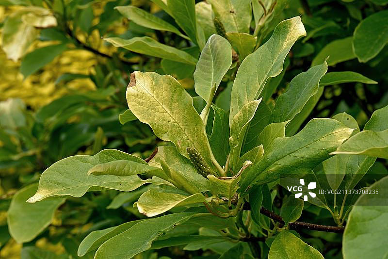 中国木兰缺铁性失绿症的淡黄色叶子，英国伯克郡图片素材