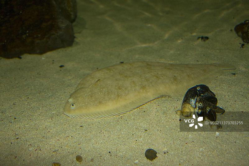 比目鱼图片素材