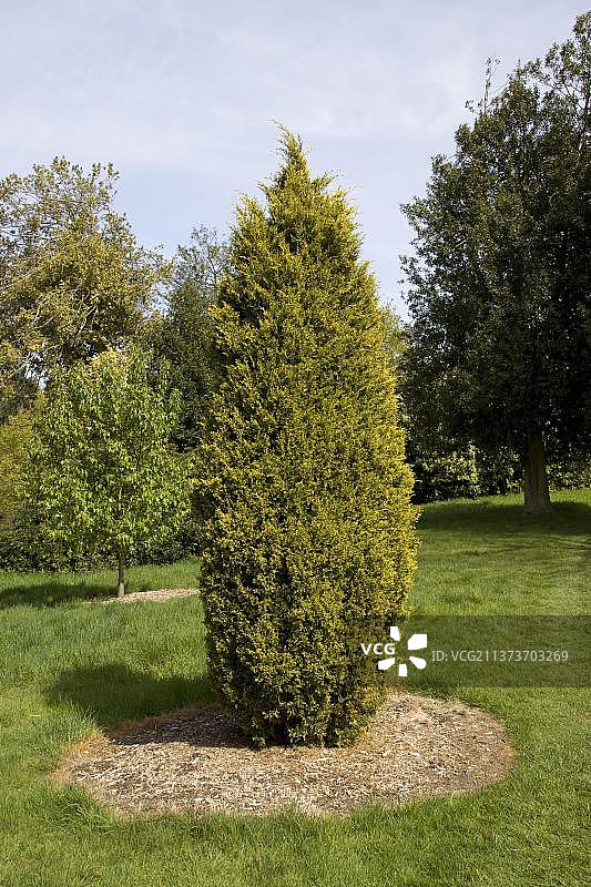 中国圆柏图片素材