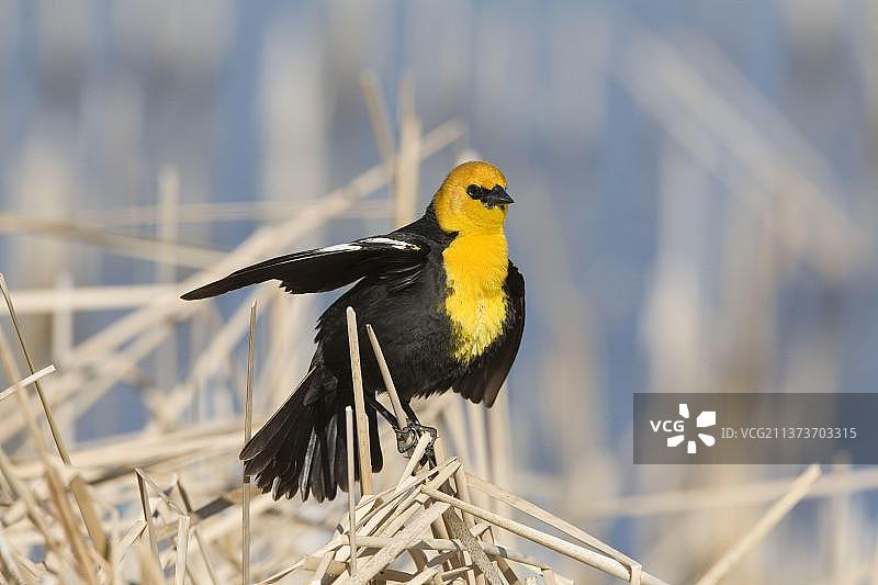 黄头黑鹂图片素材