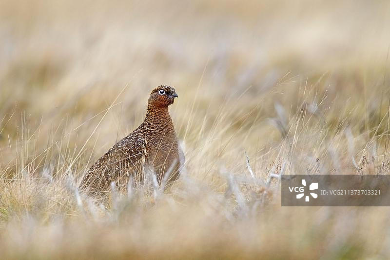 红 Grouse 松鸡，草丛中的成年雌性红 Grouse图片素材