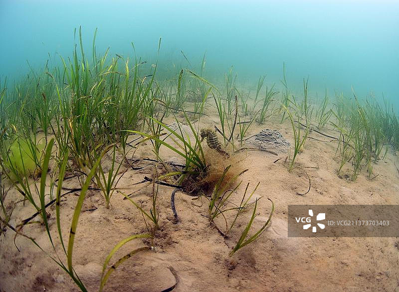 海马在海草栖息地，英国多塞特郡斯塔德兰湾图片素材