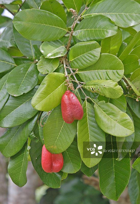 牙买加阿伊果（Blighia sapida）特写图片素材