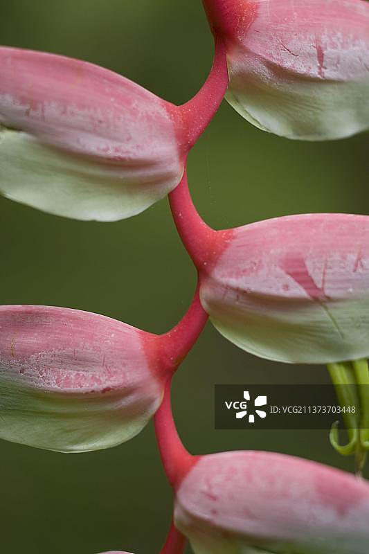 垂序蝎尾蕉图片素材