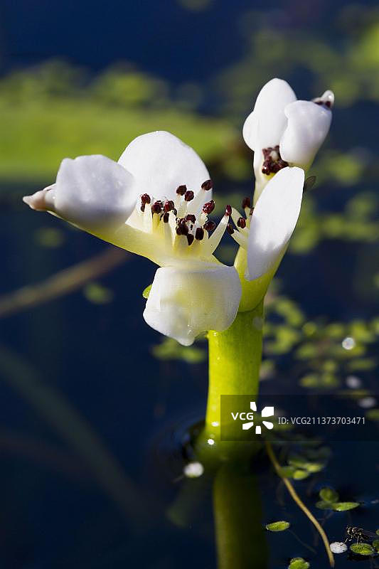 海角水石蒜图片素材