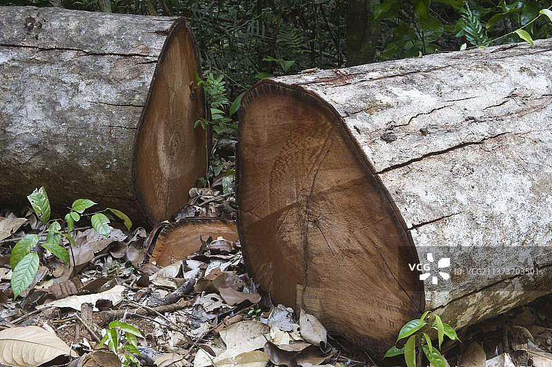 南美圭亚那雨林螃蟹木伐木图片素材