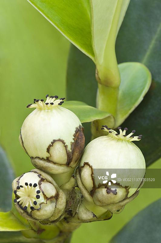 圭亚那盾地崖国家公园古柯树果实特写图片素材