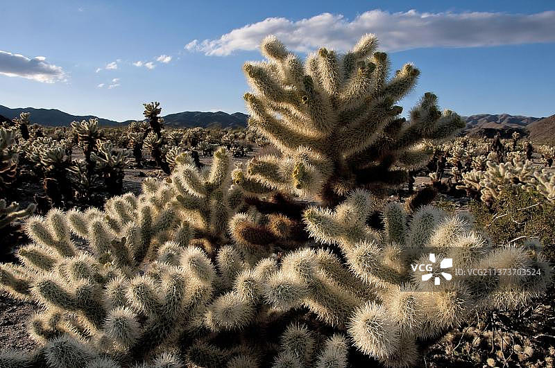 泰迪熊掌仙人柱，约书亚树国家公园，加利福尼亚州，美国图片素材