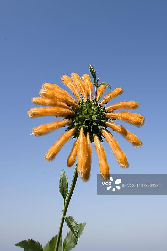 南非狂野狮子尾花图片素材