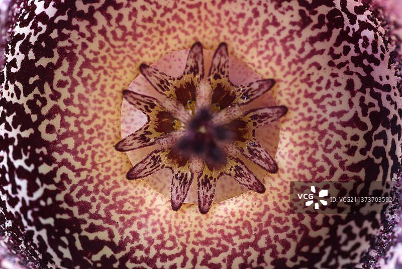 非洲南部 орбеа  硬花特写图片素材